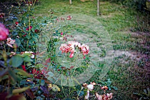 fading rose flowers on the bushes