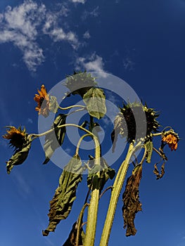 Fading sunflowers on blue sky