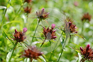 Fading Sweet William plants (Dianthus barbatus)