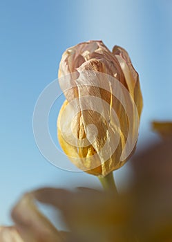 fading tulip flower close-up against blue background, concept of completion