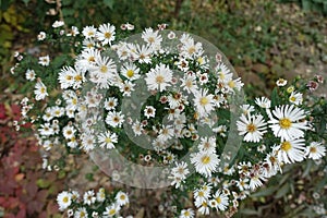 Fading white flowers of heath aster