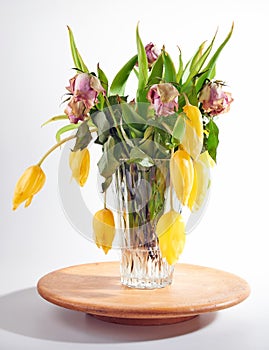 Fading and wilted bouquet of rose roses and yellow tulips flowers againt white background