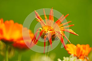 Fading wilted orange colored pot marigold flower blossom in front of a green background in late summer