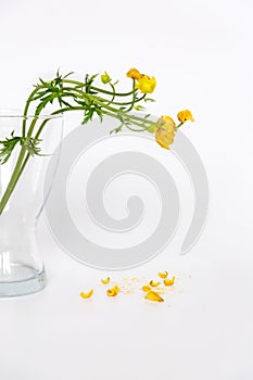 Fading yellow buttercup flowers with falling petals on a white background.