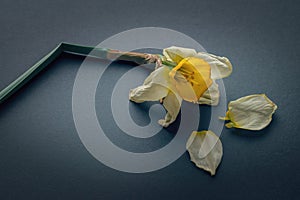 Fading yellow flower on a dark black background.