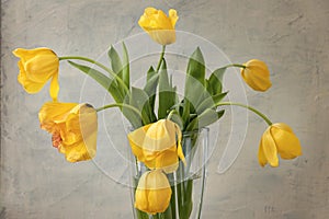 Fading yellow tulips on a gray background in a transparent vase. bouquet of yellow tulips on gray textured background. Ultimate