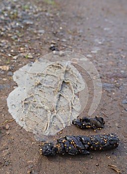 Faeces of a forest animal Fox or marten on a Hiking trail in a forest in Greece