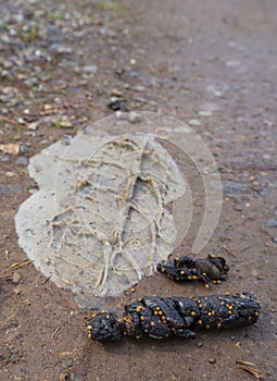 Faeces of a forest animal Fox or marten on a Hiking trail in a forest in Greece photo