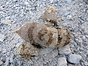 Faeces in the forest