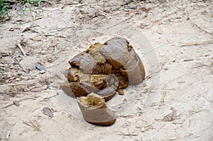 Faeces of water buffalo on ground photo