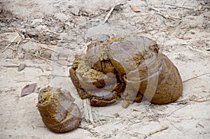 Faeces of water buffalo on ground photo