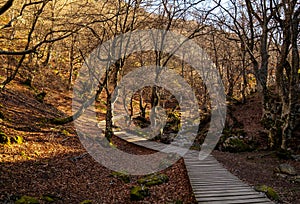 Faedo de Cinera Beech forest and river, wooden footbridge hiking trail Leon Spain