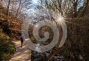 Faedo de Cinera Beech forest and river, wooden footbridge hiking trail Leon Spain