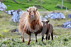 Faeroe Islands photo