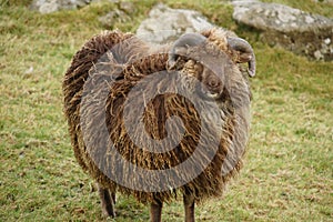 Faeroe sheep is native to Faeroe Islands photo