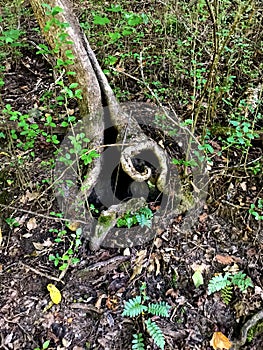 Faery Portal - Gnarled Tree Root in the Forest