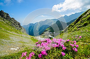 Fagaras mountains, Carpathians with green grass and rocks, Peaks Negoiu and Moldoveanu, Romania, Europe photo