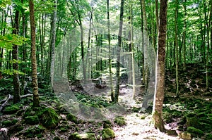 Fageda d`en JordÃ , Fageda forest