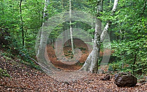 Fageda de Jorda