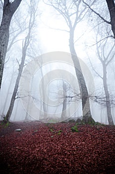 Faggeta del Monte Cimino