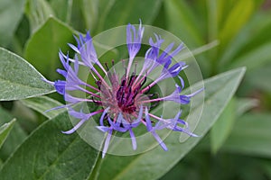 The fagile blue flower mountain cornflower, Centaurea monana