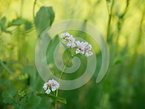 Fagopyrum esculentum buckwheat cover crop field bloom plant detail lacy white common green farmed crops grown green red photo