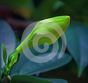 Fagraea ceilanica Thunb -02 photo