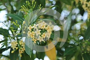 Fagraea fragrans or Tembusu flowers on tree
