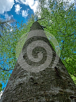 Fagus Sylvatica