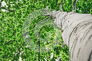 Fagus sylvatica, a deciduous tree with a tall trunk. The crown of the tree is covered with green leaves, view from below