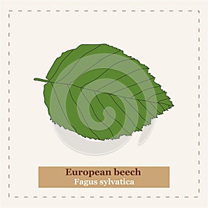 Fagus sylvatica - European beech