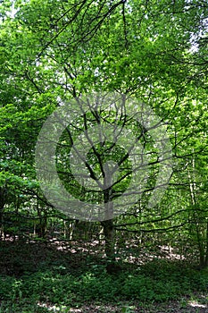 fagus sylvatica, European beech, common beech photo