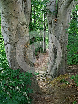 Fagus sylvatica - A forest path between old beeches