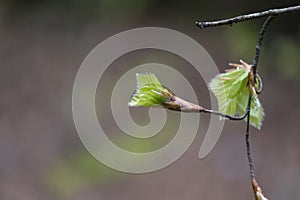 Fagus sylvatica fresh green leaf sprout unfolding