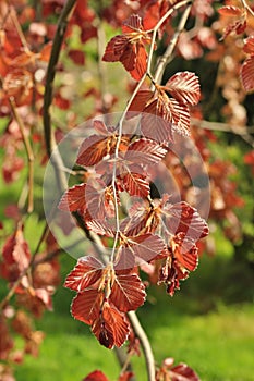 Fagus sylvatica `Purple Fountain`