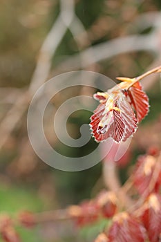 Fagus sylvatica `Purple Fountain`