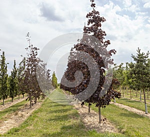 Fagus sylvatica Purpurea Latifolia, view into a tree nursery