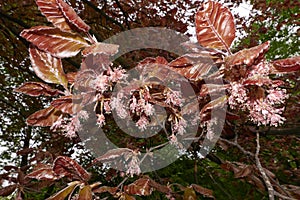 Fagus sylvatica purpurea tree in bloom