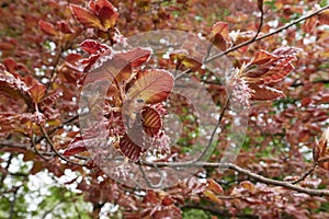 Fagus sylvatica purpurea tree in bloom