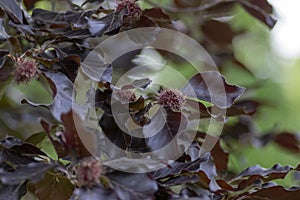 Fagus sylvatica purpurea tree branches, beautiful ornamental beech tree, copper beech with purple leaves