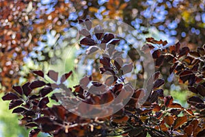 Fagus sylvatica purpurea tree branches, beautiful ornamental beech tree, copper beech with purple leaves