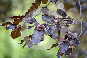 Fagus sylvatica purpurea tree branches, beautiful ornamental beech tree, copper beech with purple leaves photo