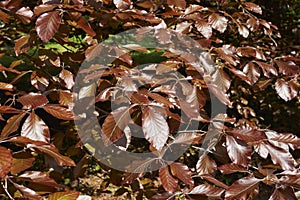 Fagus sylvatica purpurea tree in springtime