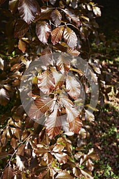 Fagus sylvatica purpurea tree in springtime