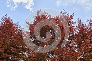 Fagus sylvatica purpurea tree in springtime