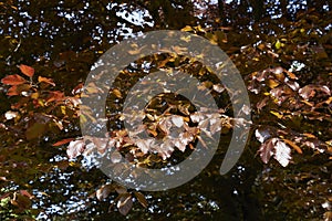 Fagus sylvatica purpurea tree in springtime