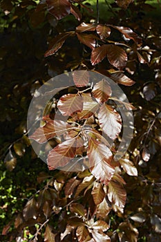 Fagus sylvatica purpurea tree in springtime