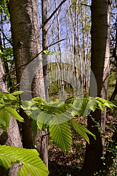 Fagus sylvatica in spring time. beech leaf in the forest