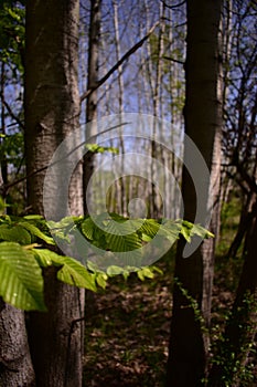 Fagus sylvatica in spring time. beech leaf in the forest