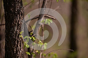 Fagus sylvatica in spring time. beech leaf in the forest